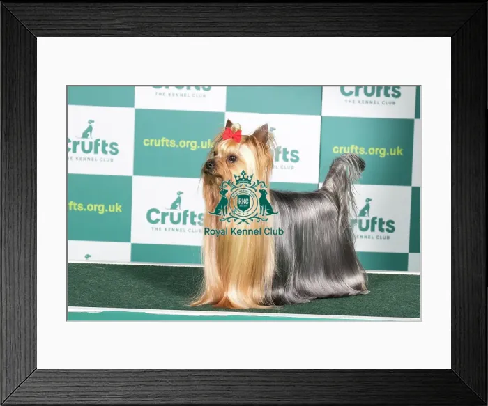 Framed Print : Best of Breed YORKSHIRE TERRIER Crufts 2022 Framed Print : Best of Breed YORKSHIRE TERRIER Crufts 2022