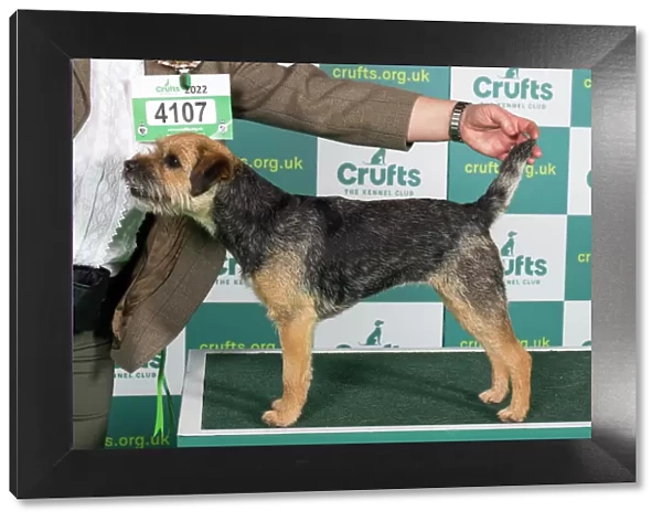 Best of Breed Border Terrier Crufts 2022