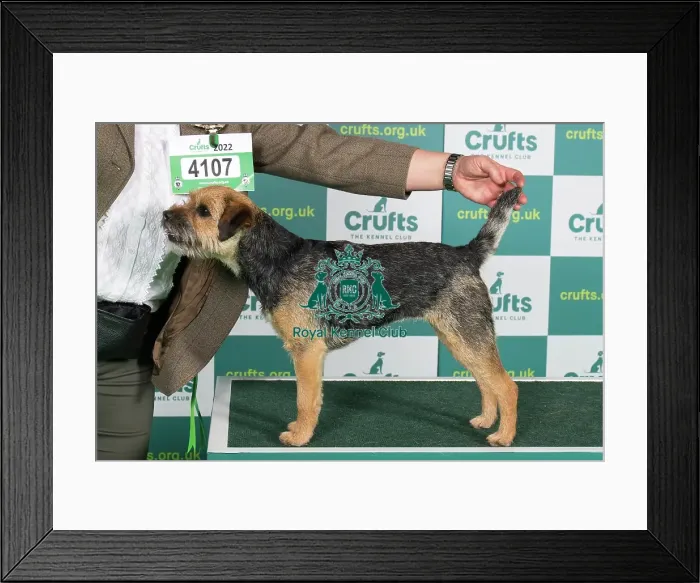 Framed Print : Best of Breed Border Terrier Crufts 2022 Framed Print : Best of Breed Border Terrier Crufts 2022