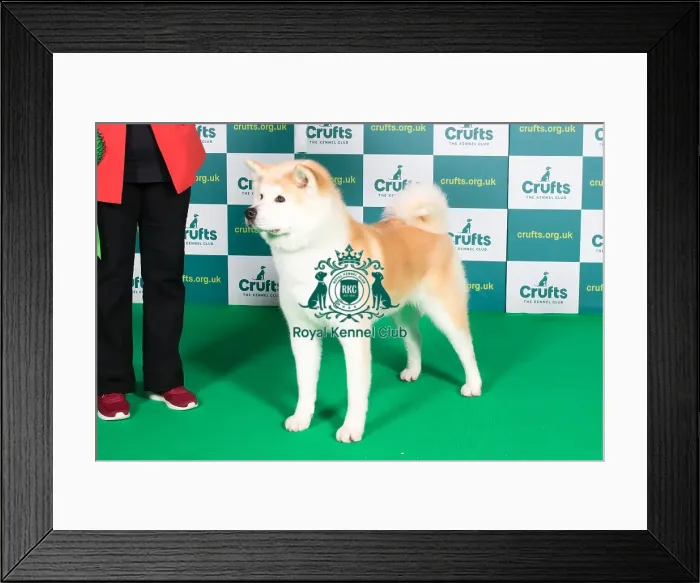 Framed Print : Best of Breed JAPANESE AKITA INU Crufts 2022 Framed Print : Best of Breed JAPANESE AKITA INU Crufts 2022