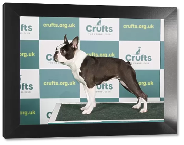 Best of Breed Boston Terrier Crufts 2022
