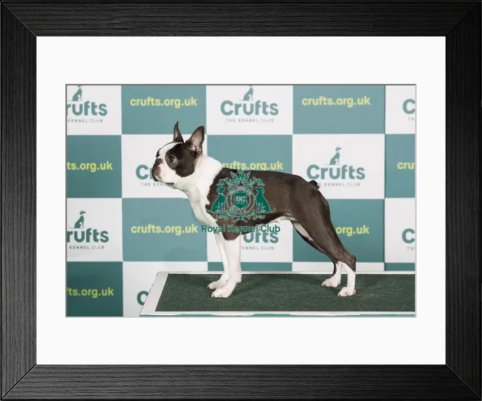 Framed Print : Best of Breed Boston Terrier Crufts 2022 Framed Print : Best of Breed Boston Terrier Crufts 2022