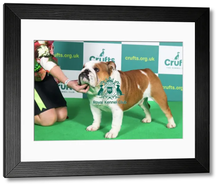 Framed Print : Best of Breed BULLDOG Crufts 2022 Framed Print : Best of Breed BULLDOG Crufts 2022