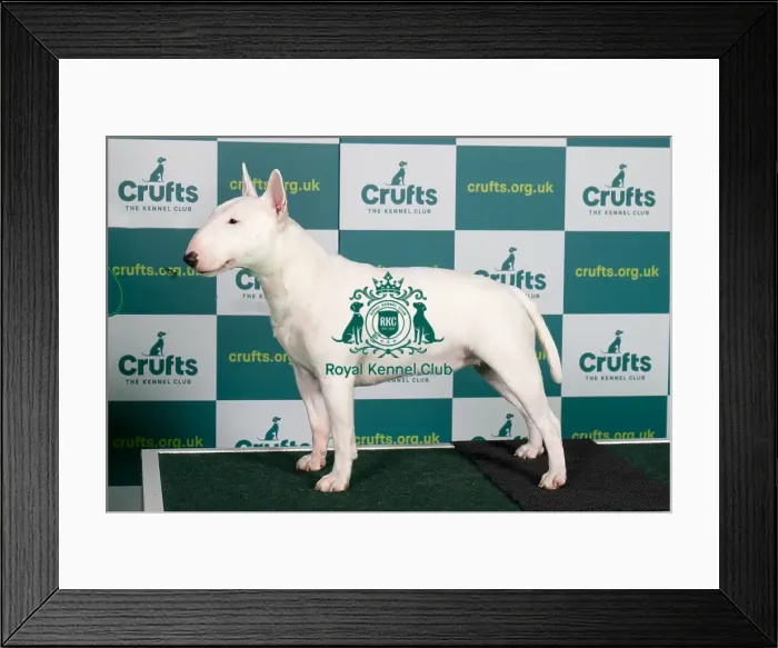 Framed Print : Best of Breed BULL TERRIER (MINIATURE)