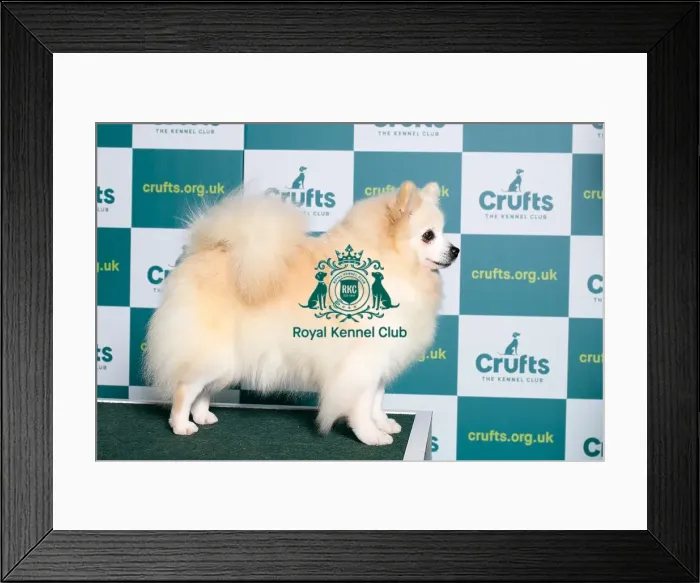 Framed Print : Best of Breed GERMAN SPITZ (KLEIN) Crufts 2022 Framed Print : Best of Breed GERMAN SPITZ (KLEIN) Crufts 2022
