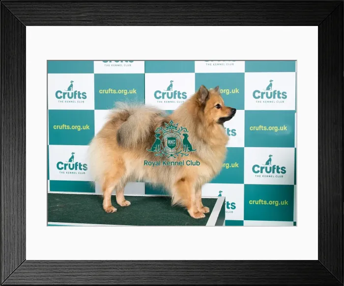 Framed Print : Best of Breed GERMAN SPITZ (MITTEL) Crufts 2022 Framed Print : Best of Breed GERMAN SPITZ (MITTEL) Crufts 2022