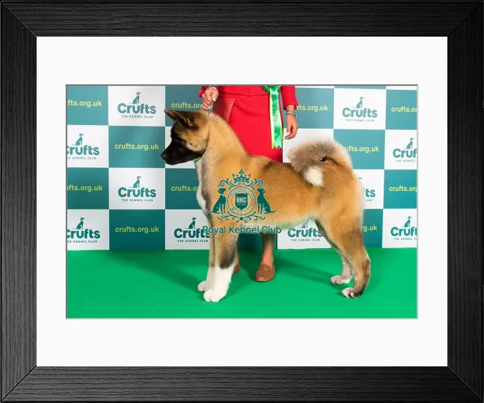 Framed Print : Best of Breed Akita Crufts 2022 Framed Print : Best of Breed Akita Crufts 2022