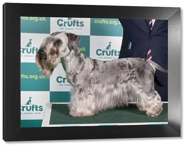 Best of Breed CESKY TERRIER Crufts 2022