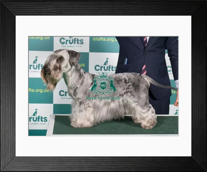 Framed Print : Best of Breed CESKY TERRIER Crufts 2022 Framed Print : Best of Breed CESKY TERRIER Crufts 2022