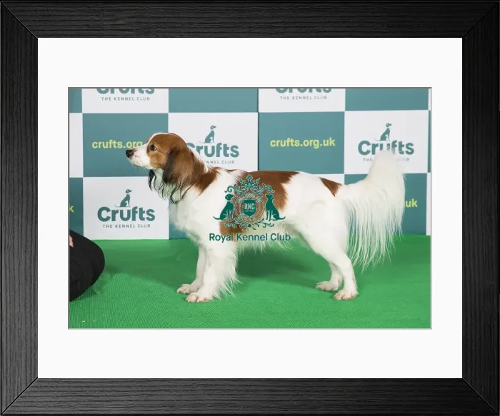 Framed Print : Best of Breed KOOIKERHONDJE Crufts 2022 Framed Print : Best of Breed KOOIKERHONDJE Crufts 2022
