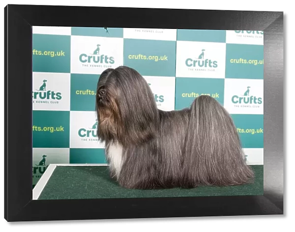 Best of Breed LHASA APSO Crufts 2022