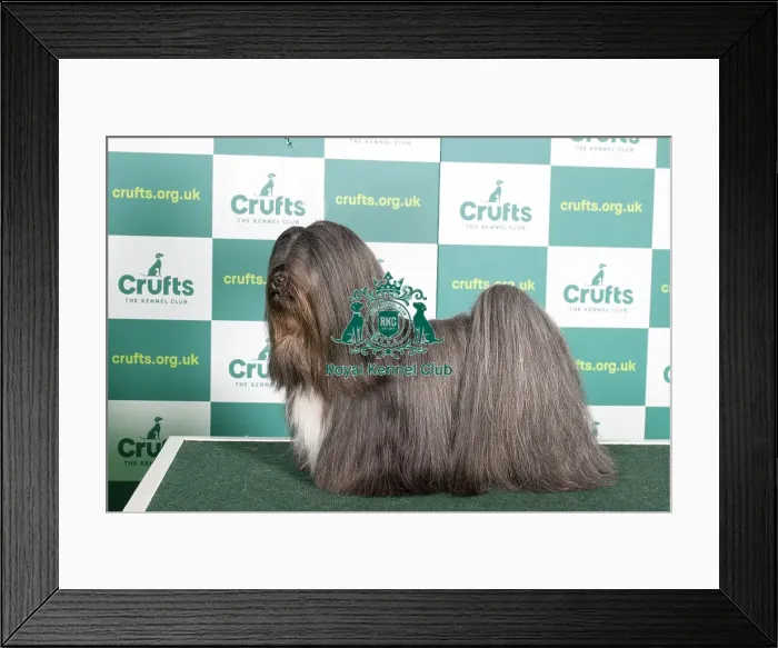 Framed Print : Best of Breed LHASA APSO Crufts 2022 Framed Print : Best of Breed LHASA APSO Crufts 2022