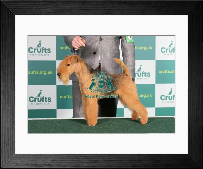 Framed Print : Best of Breed LAKELAND TERRIER Crufts 2022