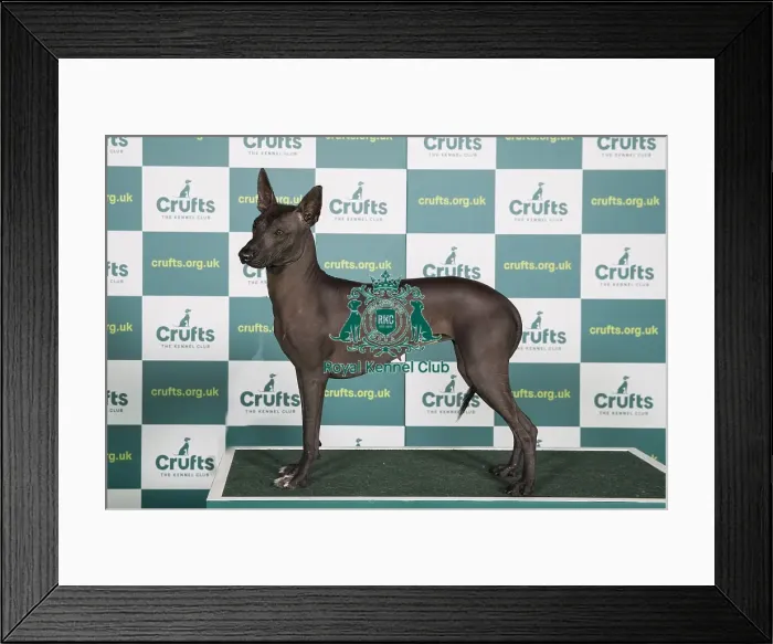 Framed Print : AV Import Utility Best of Breed XOLOITZCUINTLE (MEXICAN HAIRLESS) Framed Print : AV Import Utility Best of Breed XOLOITZCUINTLE (MEXICAN HAIRLESS)