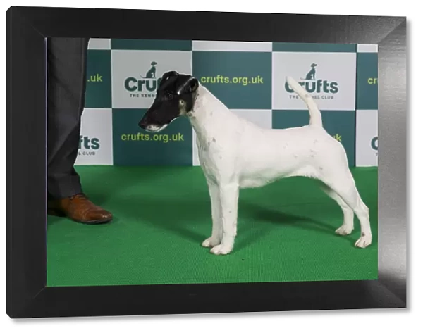 Best of Breed FOX TERRIER (SMOOTH) Crufts 2022