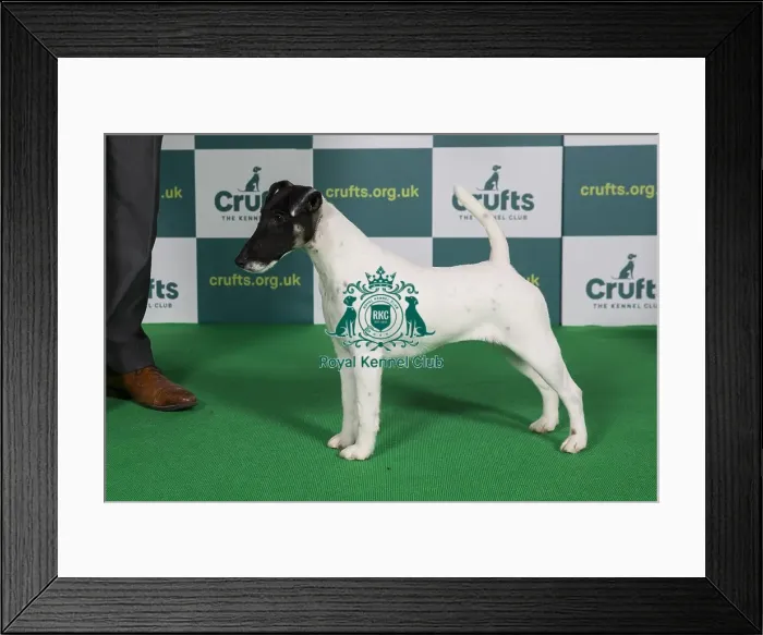Framed Print : Best of Breed FOX TERRIER (SMOOTH) Crufts 2022 Framed Print : Best of Breed FOX TERRIER (SMOOTH) Crufts 2022