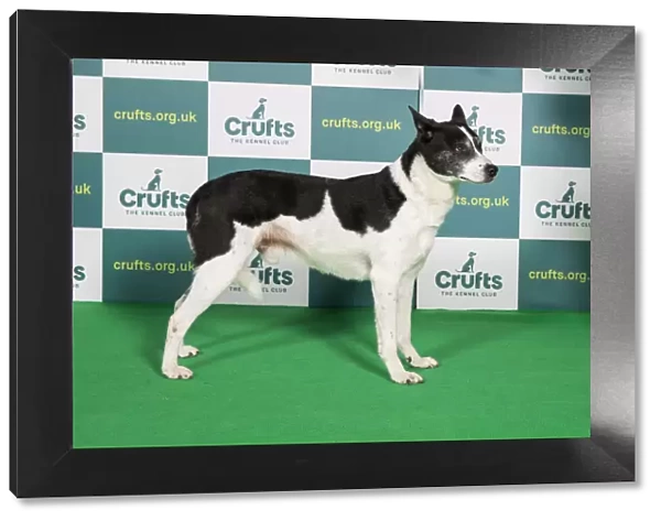 Best of Breed CANaN DOG Crufts 2022
