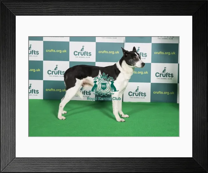 Framed Print : Best of Breed CANaN DOG Crufts 2022 Framed Print : Best of Breed CANaN DOG Crufts 2022