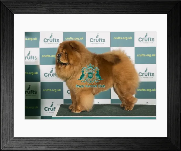 Framed Print : Best of Breed CHOW CHOW Crufts 2022 Framed Print : Best of Breed CHOW CHOW Crufts 2022