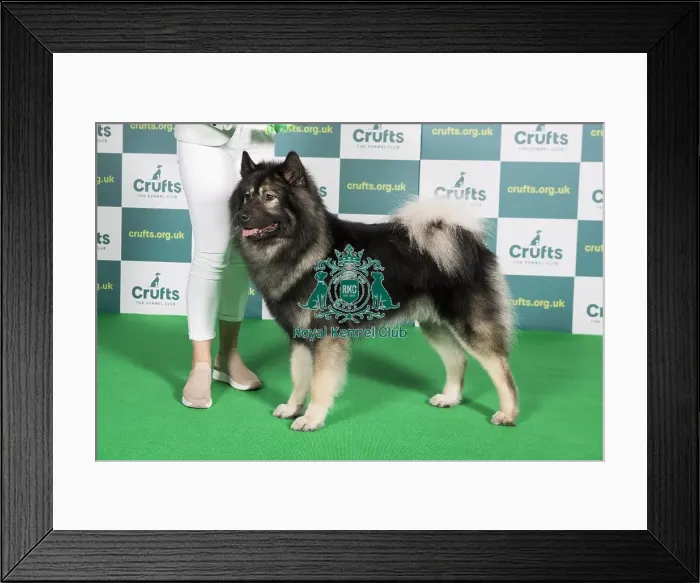 Framed Print : Best of Breed EURASIER Crufts 2022 Framed Print : Best of Breed EURASIER Crufts 2022