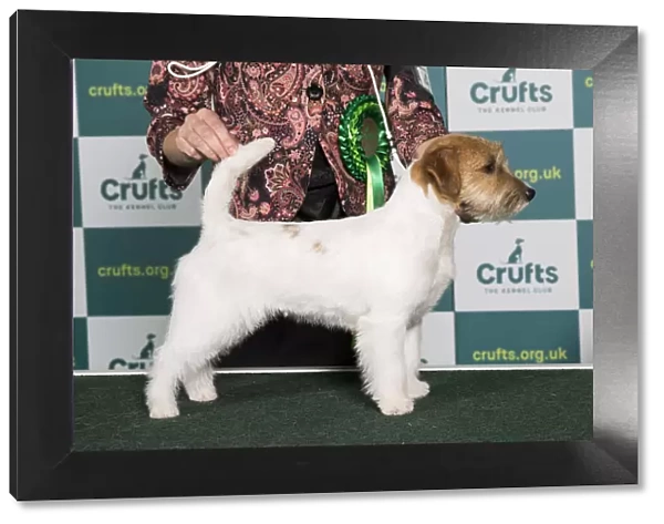 Best of Breed JACK RUSSELL TERRIER Crufts 2022