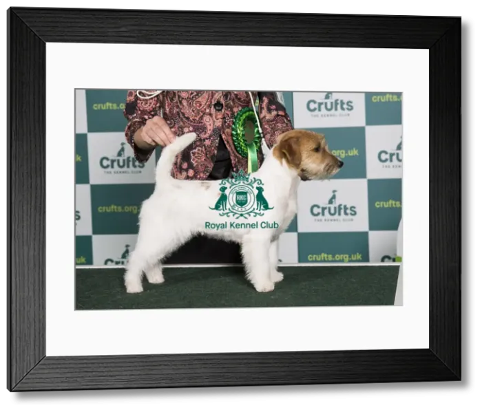 Framed Print : Best of Breed JACK RUSSELL TERRIER Crufts 2022 Framed Print : Best of Breed JACK RUSSELL TERRIER Crufts 2022