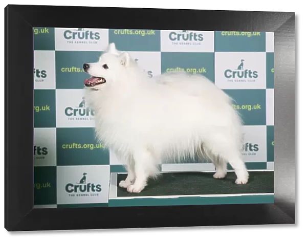 Best of Breed JAPANESE SPITZ Crufts 2022