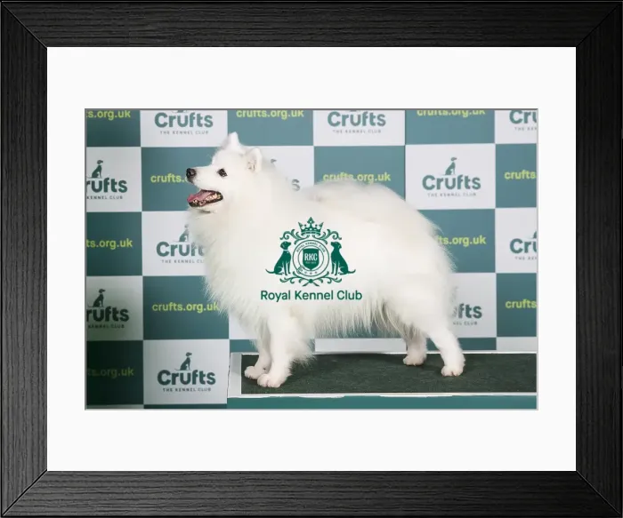 Framed Print : Best of Breed JAPANESE SPITZ Crufts 2022 Framed Print : Best of Breed JAPANESE SPITZ Crufts 2022