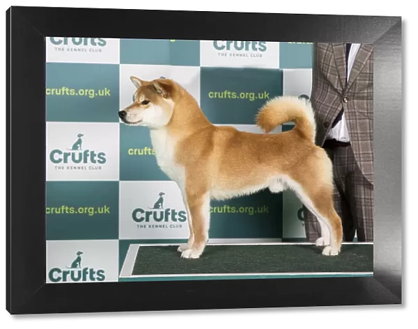 Best of Breed JAPANESE SHIBA INU Crufts 2022