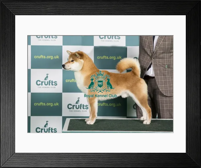 Framed Print : Best of Breed JAPANESE SHIBA INU Crufts 2022