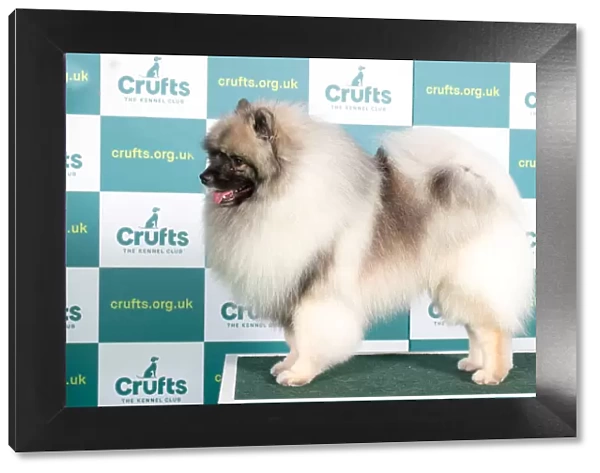 Best of Breed KEESHOND Crufts 2022