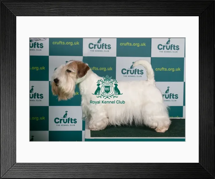 Framed Print : Best of Breed SEALYHAM TERRIER Crufts 2022 Framed Print : Best of Breed SEALYHAM TERRIER Crufts 2022