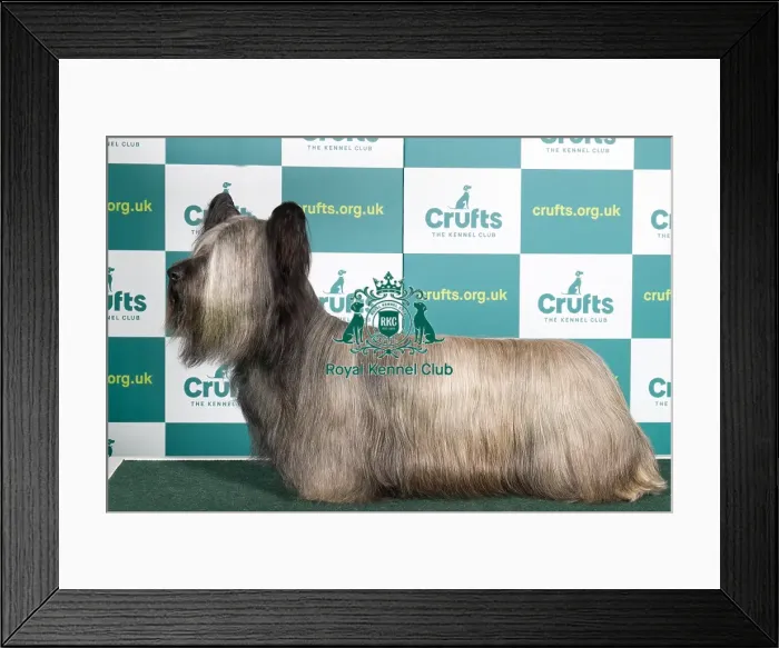 Framed Print : Best of Breed SKYE TERRIER Crufts 2022 Framed Print : Best of Breed SKYE TERRIER Crufts 2022