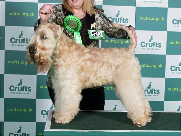 Best of Breed SOFT COATED WHEATEN TERRIER Crufts 2022