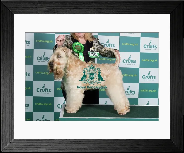 Framed Print : Best of Breed SOFT COATED WHEATEN TERRIER Crufts 2022 Framed Print : Best of Breed SOFT COATED WHEATEN TERRIER Crufts 2022