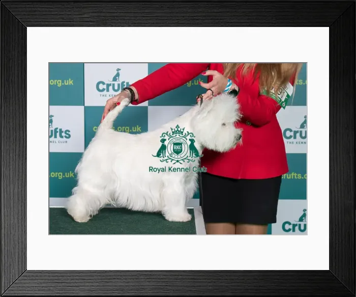 Framed Print : Best of Breed WEST HIGHLAND WHITE TERRIER Crufts 2022 Framed Print : Best of Breed WEST HIGHLAND WHITE TERRIER Crufts 2022