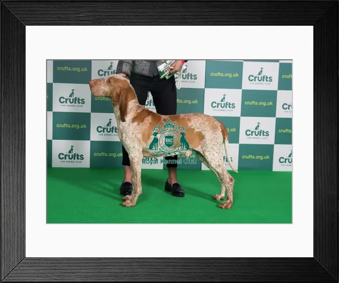 Framed Print : Best of Breed BRACCO ITALIANO Crufts 2022 Framed Print : Best of Breed BRACCO ITALIANO Crufts 2022
