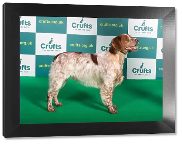 Best of Breed Brittany Crufts 2022