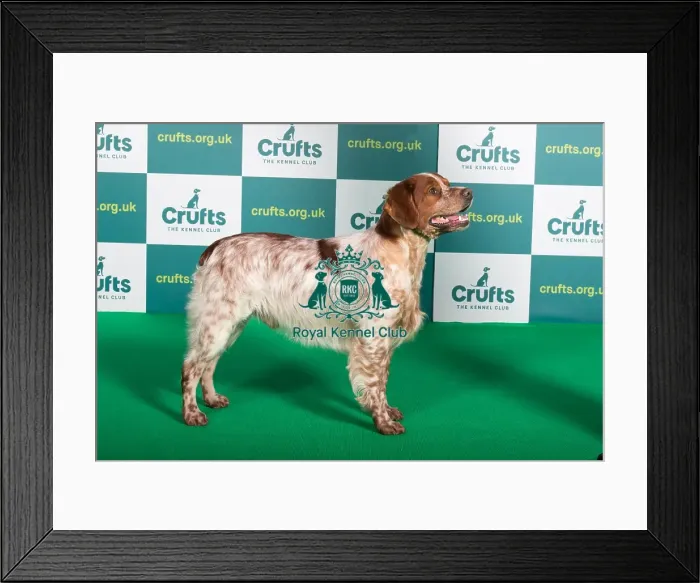 Framed Print : Best of Breed Brittany Crufts 2022 Framed Print : Best of Breed Brittany Crufts 2022
