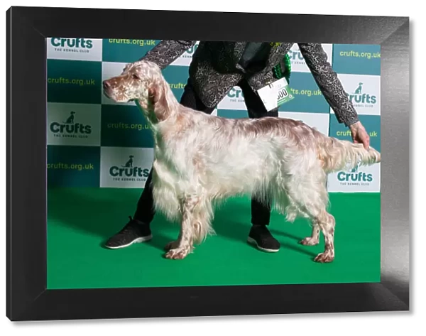 Best of Breed English Setter Crufts 2022