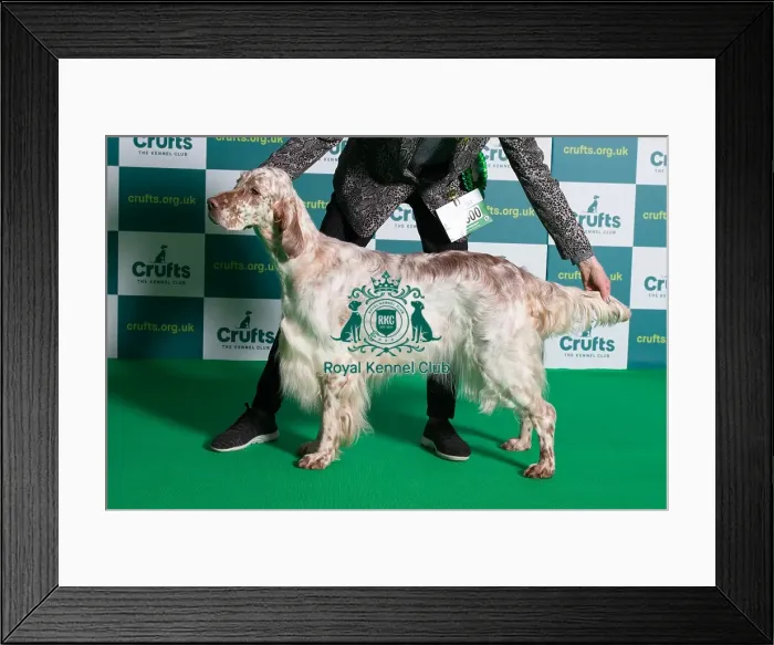 Framed Print : Best of Breed English Setter Crufts 2022 Framed Print : Best of Breed English Setter Crufts 2022