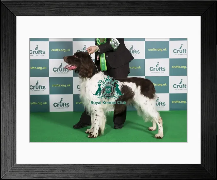 Framed Print : Best of Breed GERMAN LONGHAIRED POINTER Crufts 2022
