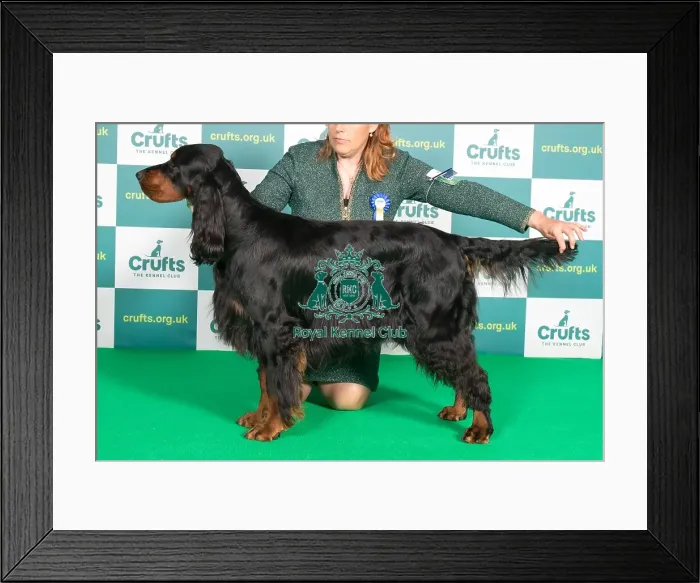 Framed Print : Best of Breed Gordon Setter Crufts 2022 Framed Print : Best of Breed Gordon Setter Crufts 2022