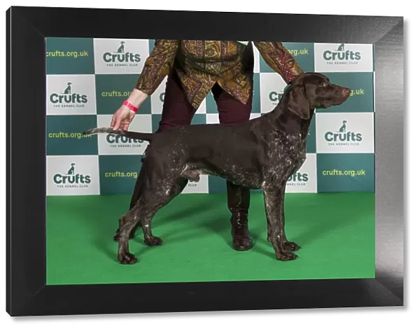 Best of Breed GERMAN SHORTHAIRED POINTER Crufts 2022