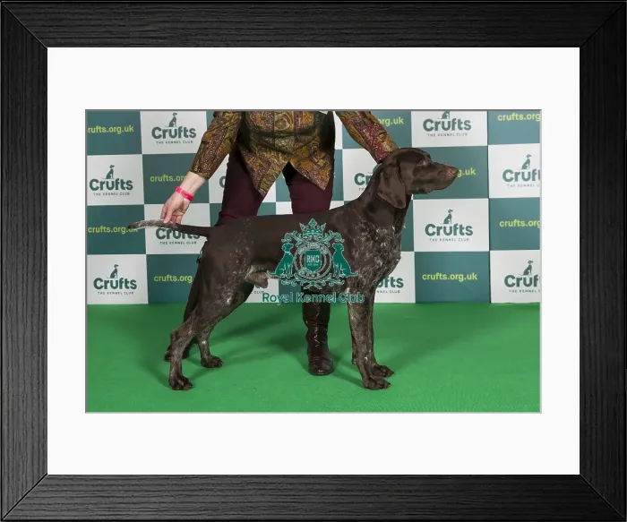 Framed Print : Best of Breed GERMAN SHORTHAIRED POINTER Crufts 2022 Framed Print : Best of Breed GERMAN SHORTHAIRED POINTER Crufts 2022
