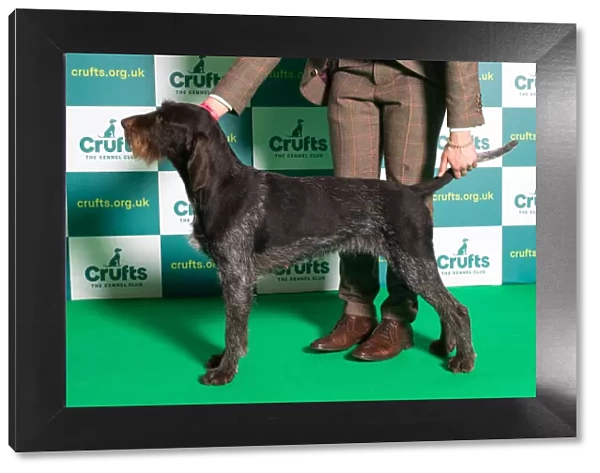 Best of Breed GERMAN WIREHAIRED POINTER Crufts 2022