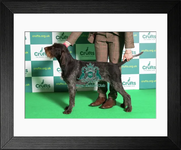 Framed Print : Best of Breed GERMAN WIREHAIRED POINTER Crufts 2022 Framed Print : Best of Breed GERMAN WIREHAIRED POINTER Crufts 2022