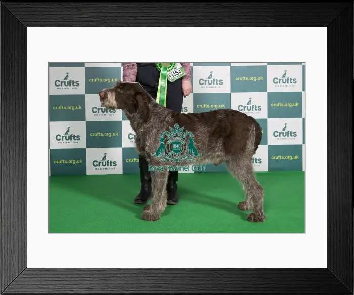 Framed Print : Best of Breed ITALIAN SPINONE Crufts 2022 Framed Print : Best of Breed ITALIAN SPINONE Crufts 2022