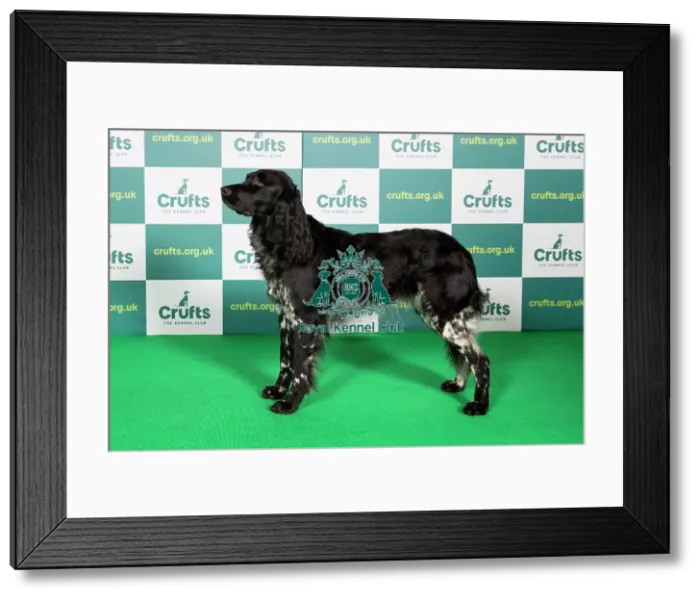 Framed Print : Best of Breed LARGE MUNSTERLANDER Crufts 2022 Framed Print : Best of Breed LARGE MUNSTERLANDER Crufts 2022