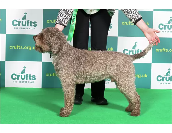 Best of Breed Crufts 2022 LAGOTTO ROMAGNOLO (IMP)